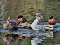 Western Treatment Plant